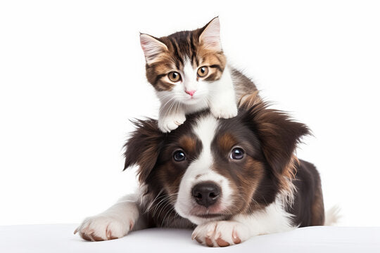 Pet Care Products